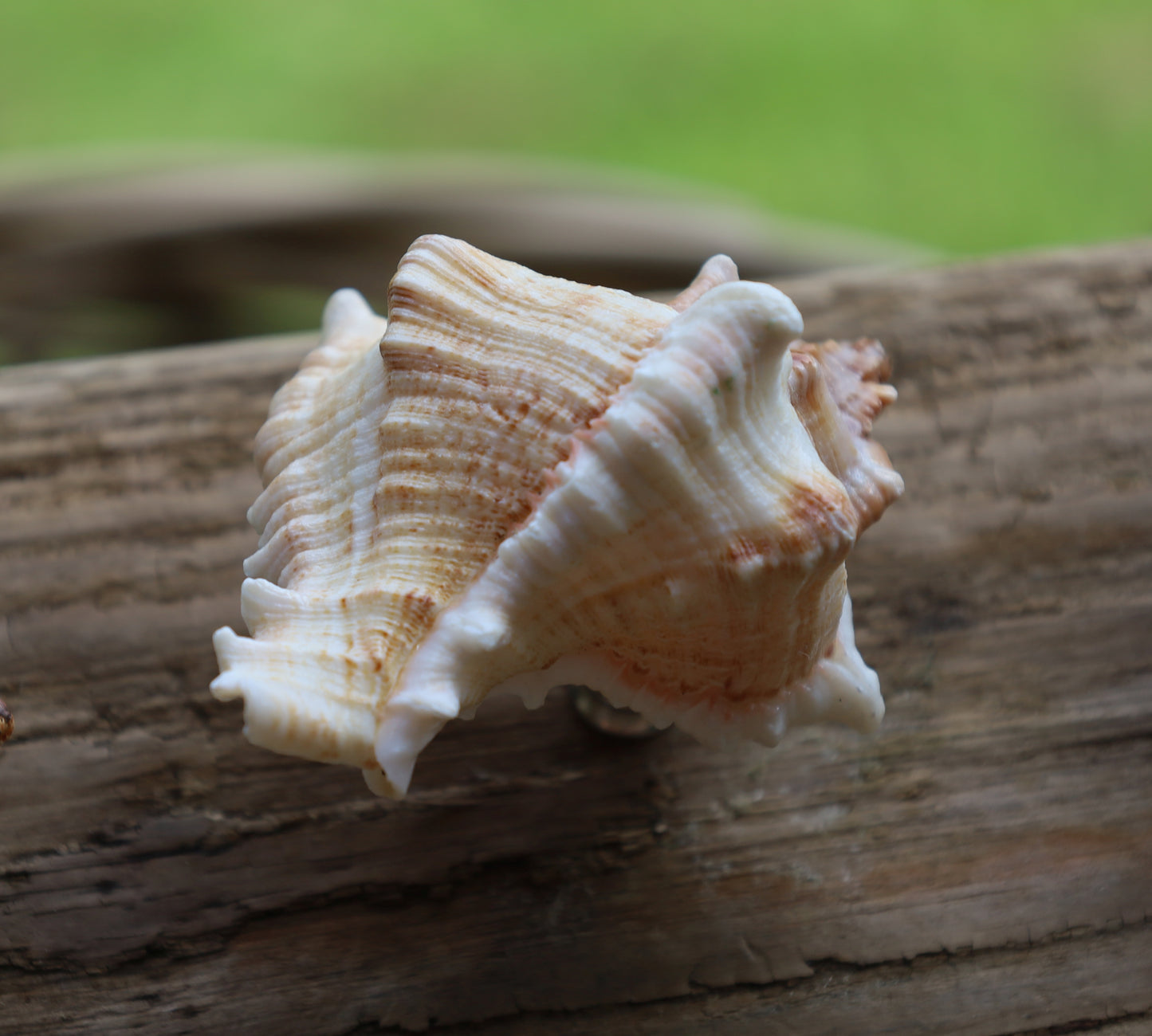 Pomello per mobili / maniglia per mobili in vera conchiglia