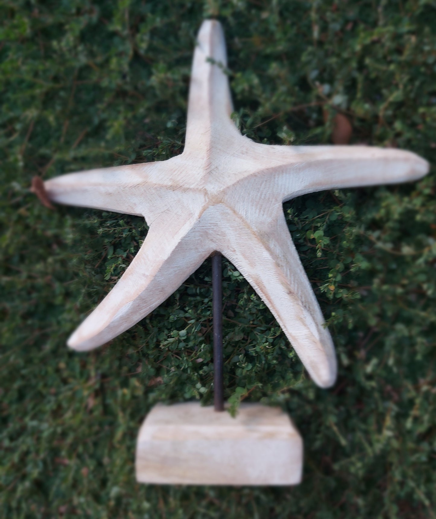 Graziosa stella marina in legno per decorazioni marittime 