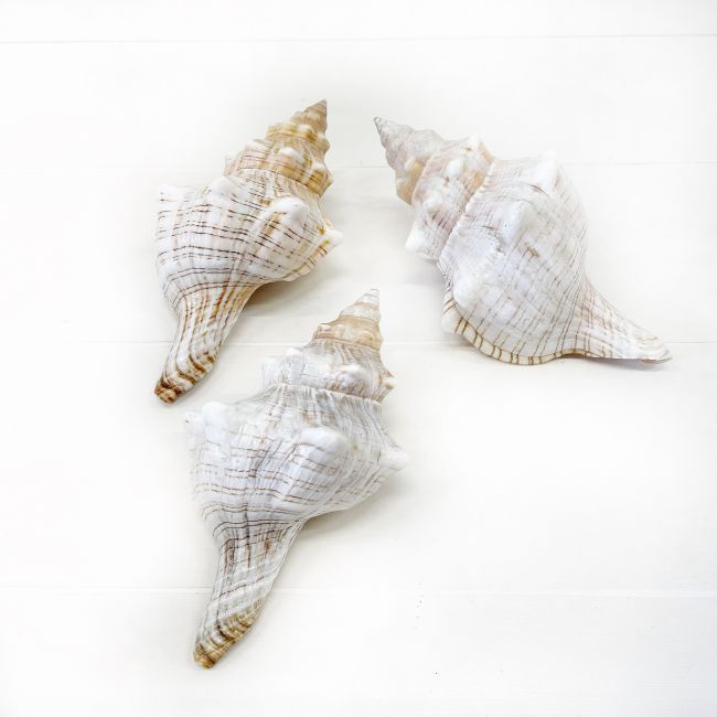 Decorazione marittima: vere lumache di mare 