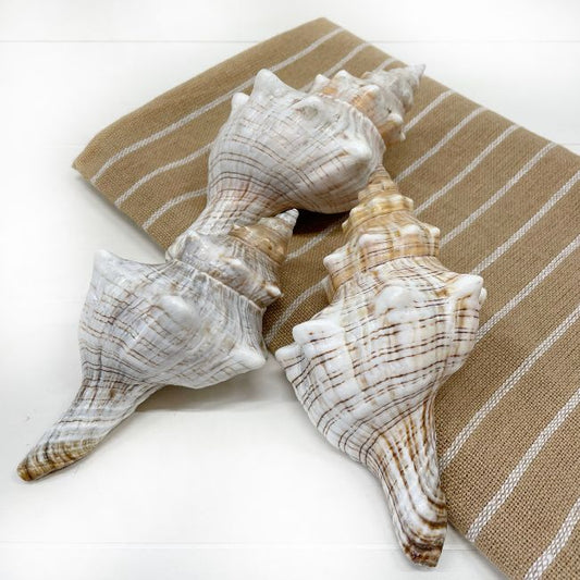 Decorazione marittima: vere lumache di mare 